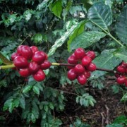 Gardelli Cignobianco Espresso Blend 250 g | CoffeeLove