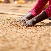 Gardelli Etiopia Worka Wuri omniroast 250 g | CoffeeLove