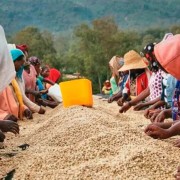 Gardelli Etiopia Worka Wuri omniroast 250 g | CoffeeLove