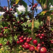 Gardelli Etiopia Worka Wuri omniroast 250 g | CoffeeLove