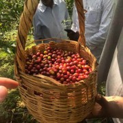 Father's Coffee Etiopia Beshasha filtr 300 g | CoffeeLove
