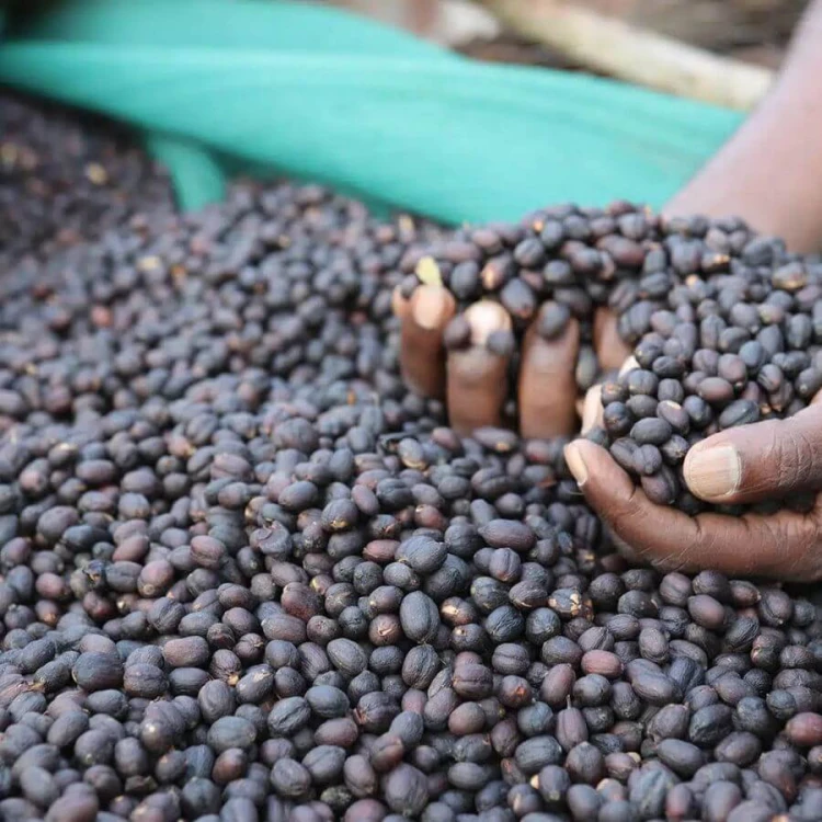 Father's Coffee Etiopia Beshasha filtr 300 g | CoffeeLove