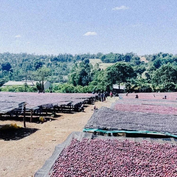 Father's Coffee Mother-Ship blend 300 g | CoffeeLove