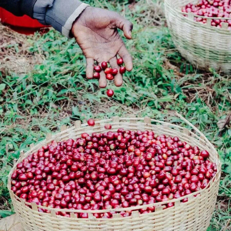 Father's Coffee Mother-Ship blend 300 g | CoffeeLove