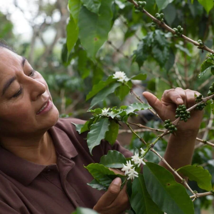 Roastains Honduras Hazel Strike 250 g | CoffeeLove