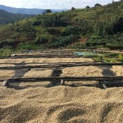 1000 Hills Muhabura Rwanda honey filtr 250g kawa ziarnista Speciality | CoffeeLove