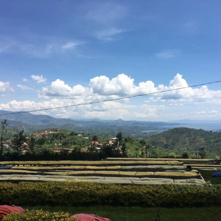 1000 Hills Muhabura Rwanda honey filtr 250g kawa ziarnista Speciality | CoffeeLove