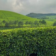 Kivu Reserve Organic Black | CoffeeLove