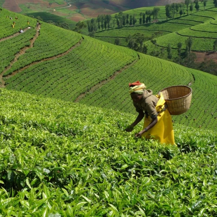 Kivu Reserve Organic Black | CoffeeLove