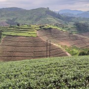 Kivu Reserve Organic Black | CoffeeLove