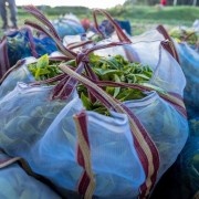 Kivu Select Organic Black Tea | CoffeeLove
