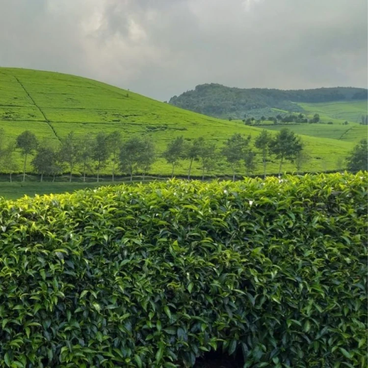 Kivu Select Organic Black Tea | CoffeeLove